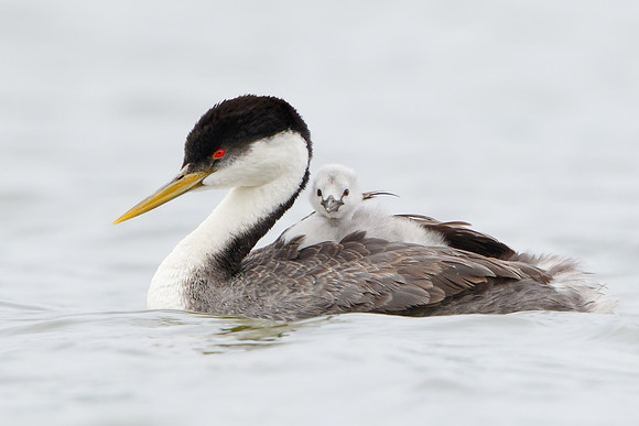 Western Grebes, parent with chick