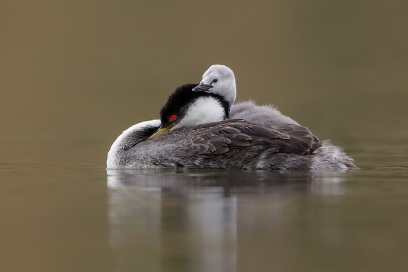 Western Grebes, parent with chick