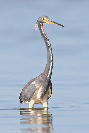 Tricolored Heron