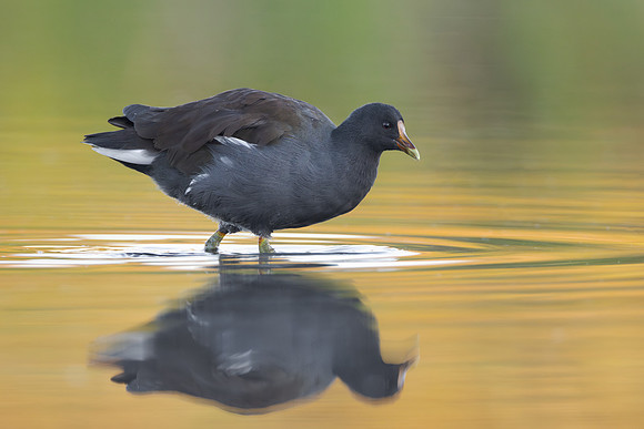 Common Gallinule, juvenile
