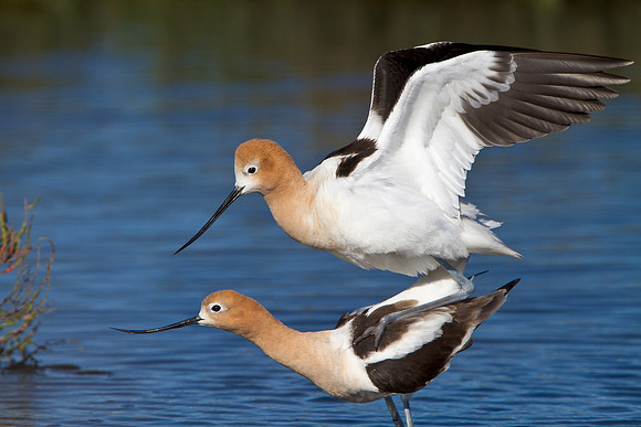 American Avocets, mating