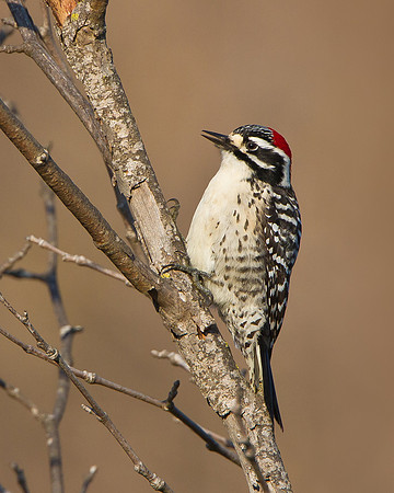 Nuttall's Woodpecker