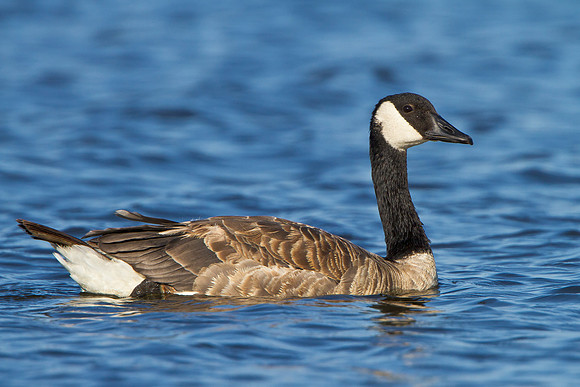 Canada Goose