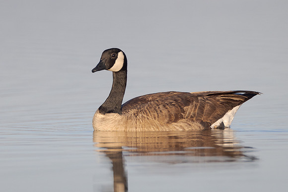 Canada Goose