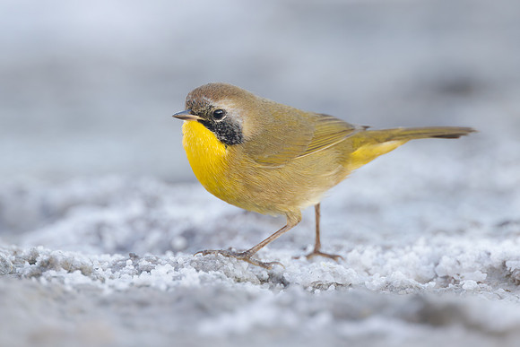 Common Yellowthroat