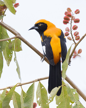Orange-backed Troupial