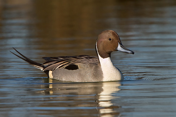 Northern Pintail