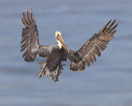 Brown Pelican