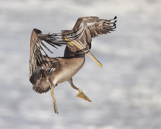 Brown Pelican