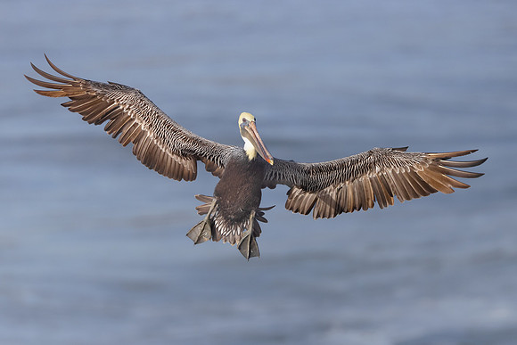 Brown Pelican