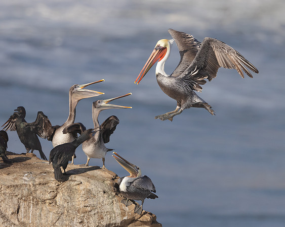 Brown Pelican