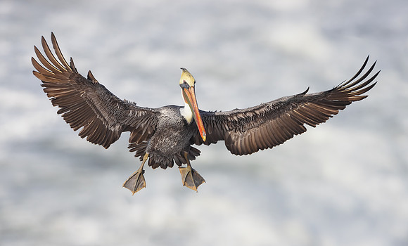 Brown Pelican