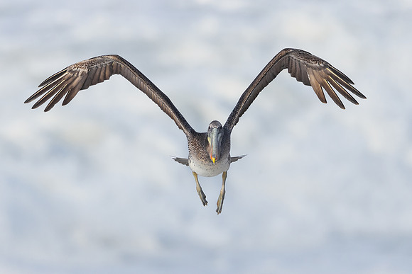 Brown Pelican