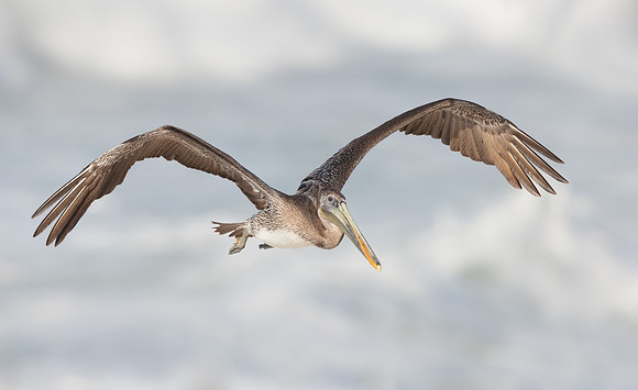 Brown Pelican