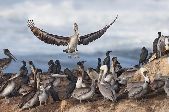 Brown Pelican