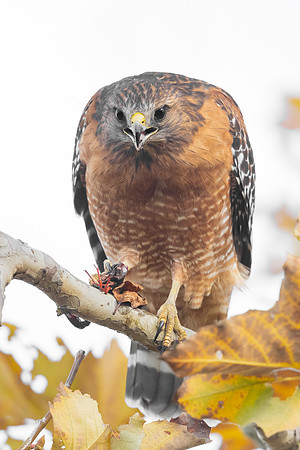 Red-shouldered Hawk, feeding on crayfish