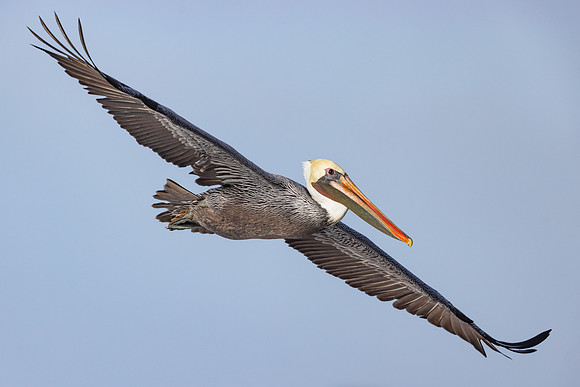 Brown Pelican