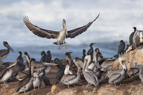 Brown Pelican