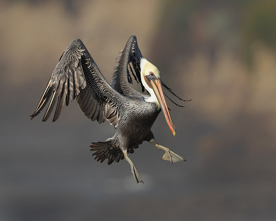 Brown Pelican