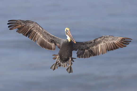 Brown Pelican