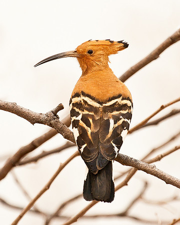 African Hoopoe