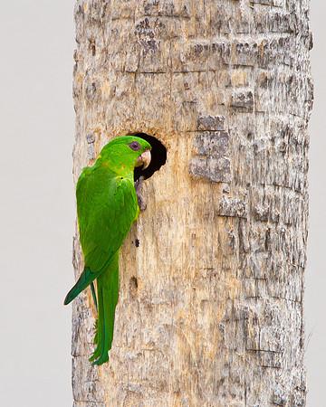 Green Parakeet, at nest