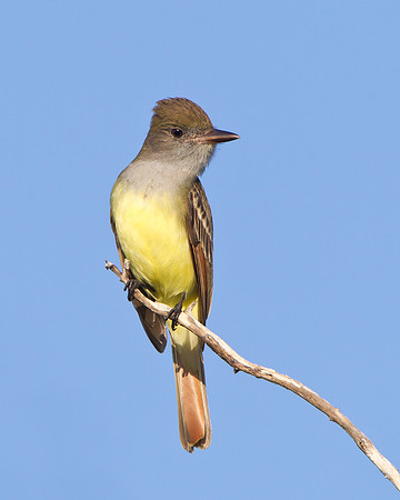 Great Crested Flycatcher