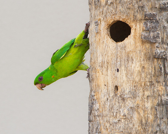 Green Parakeet, at nest