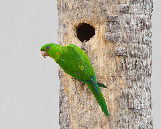 Green Parakeet, at nest