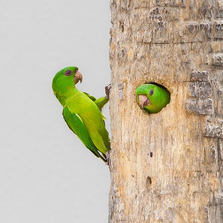 Green Parakeets, at nest