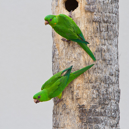 Green Parakeets, at nest