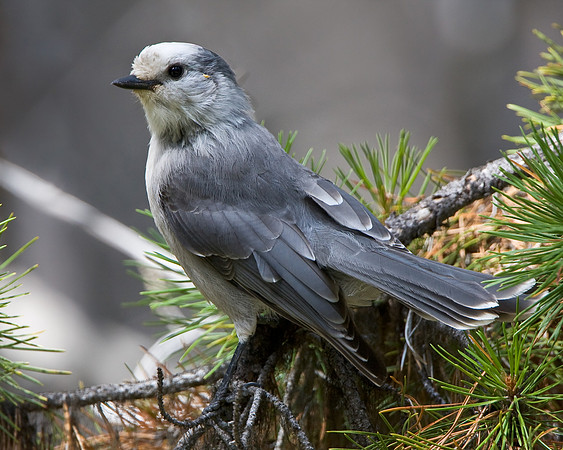 Gray Jay