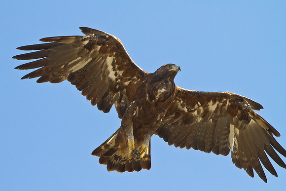 Golden Eagle, subadult