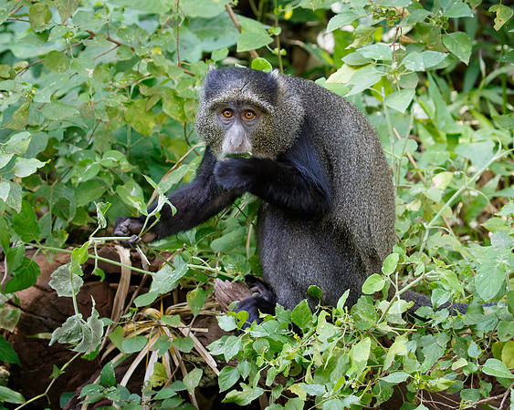 Blue Monkey