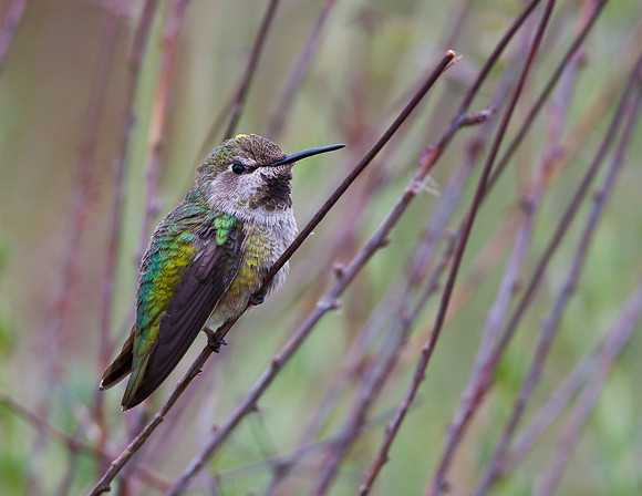 Anna's Hummingbird