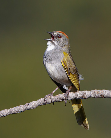 Green-tailed Towhee