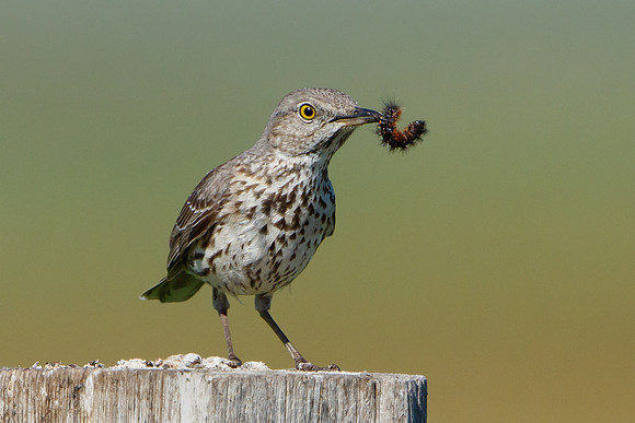 Sage Thrasher