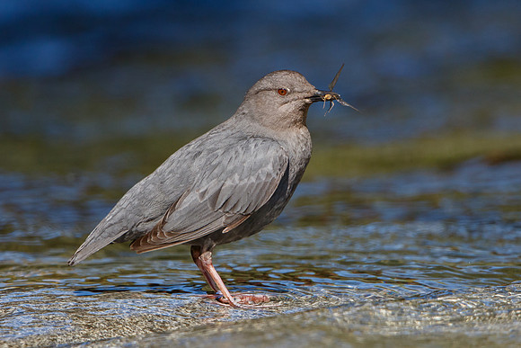 American Dipper, with prey