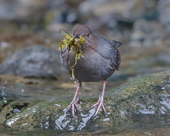 American Dipper, with nest material