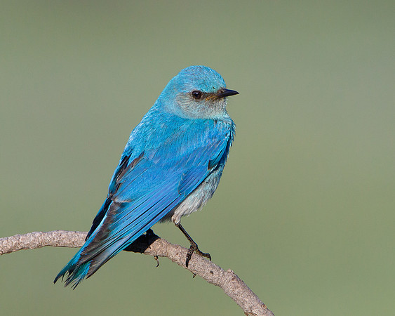 Mountain Bluebird