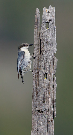 Pygmy Nuthatch