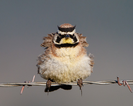 Horned Lark