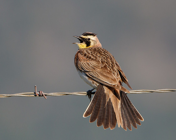 Horned Lark