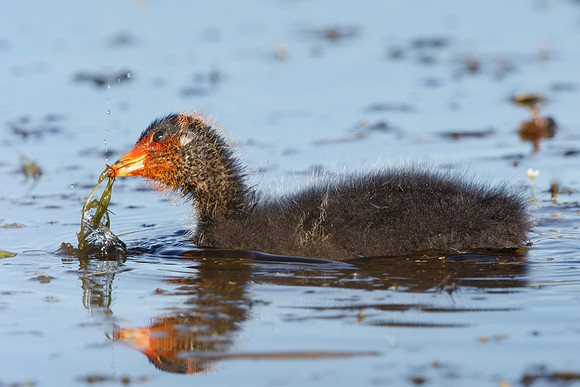 American Coot, chick