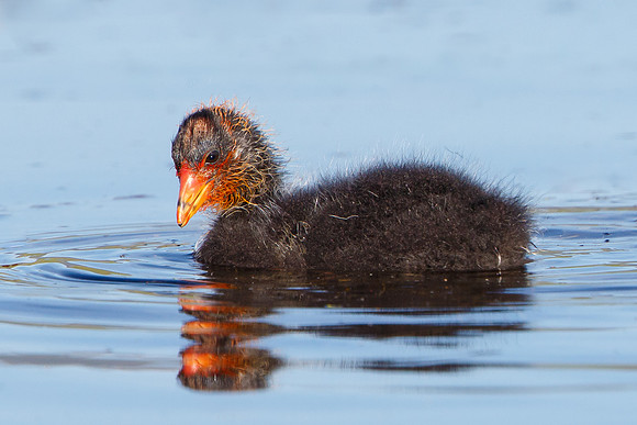 American Coot, chick