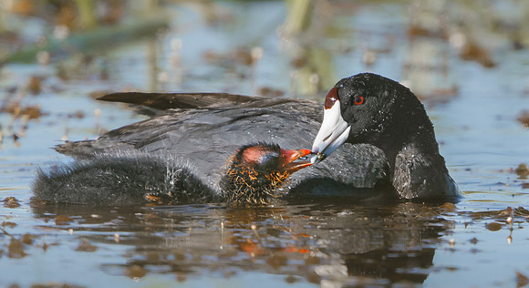 American Coot, adult feeding chick
