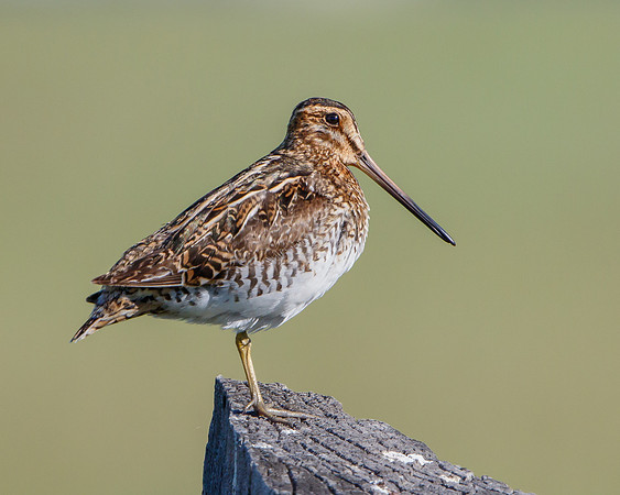 Wilson's Snipe
