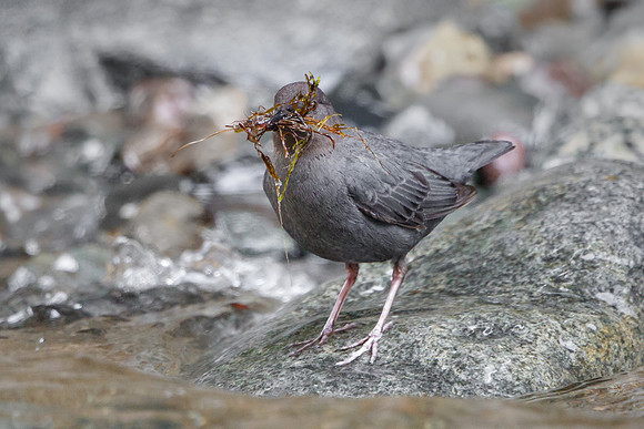 American Dipper, with nest material