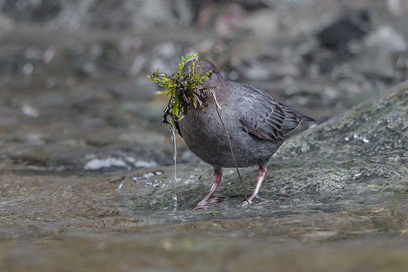 American Dipper, with nest material