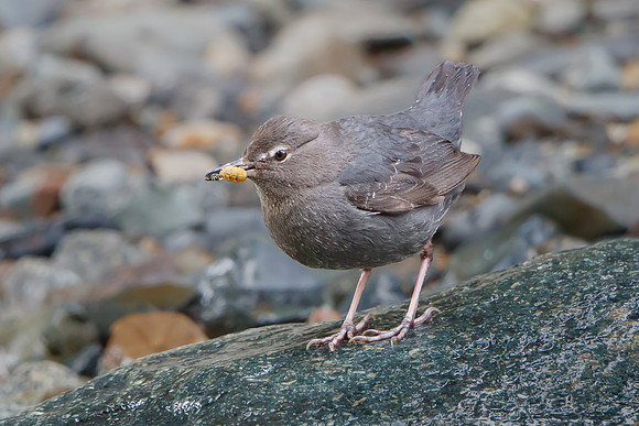 American Dipper, with prey